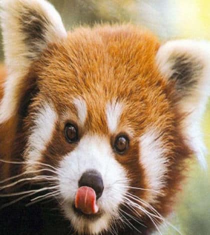 Red pandas born at Auckland Zoo