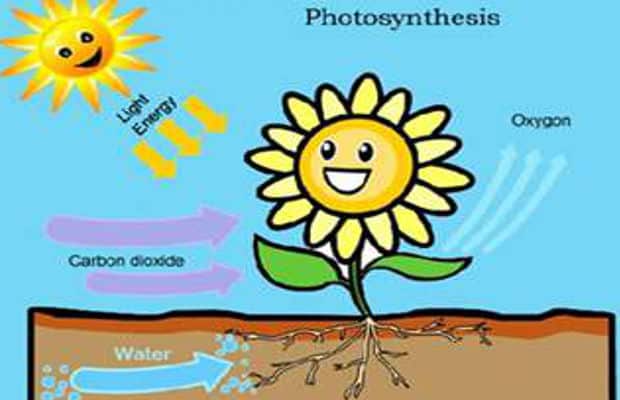 What do plants need for photosynthesis?