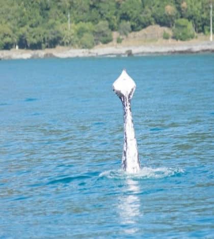humpback whale with no tail