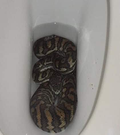 python in toilet