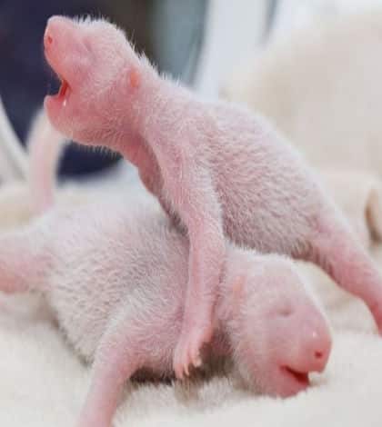 Giant panda twins born in China - Kiwi Kids News