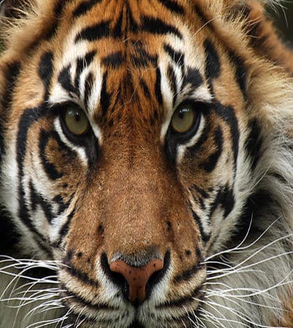 Number of Tigers in the Wild Growing – Kiwi Kids News