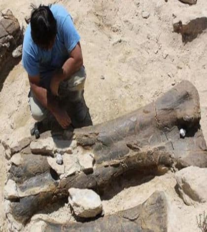 dinosaur bones discovered