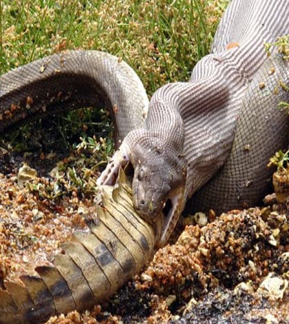 snake eats crocodile and explodes