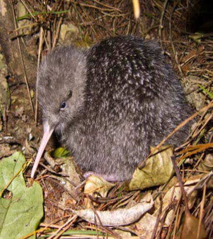 Little Spotted Kiwi Breeding Again – Kiwi Kids News