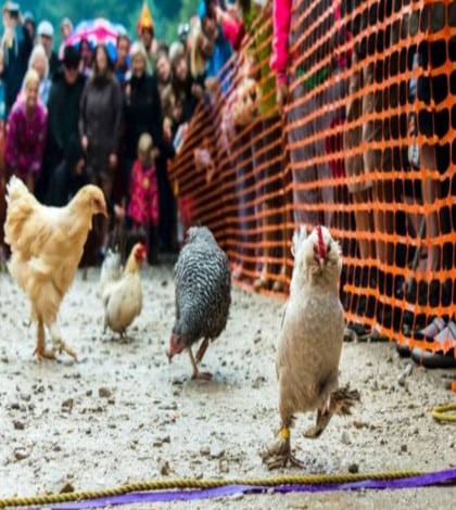 Meet the world's fastest chicken - Kiwi Kids News