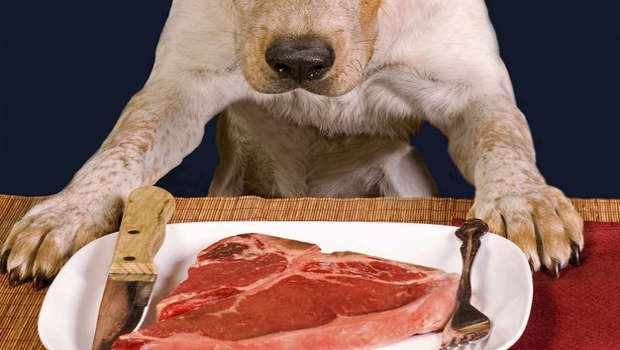 police-dog-tracks-down-steak-stealer-kiwi-kids-news