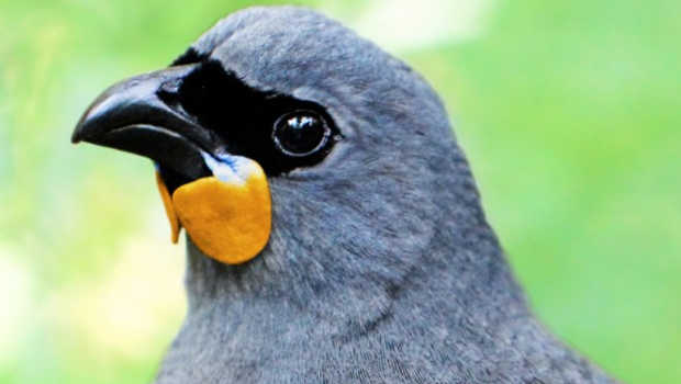 Extinct bird spotted in South Island - Kiwi Kids News