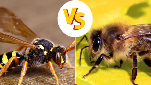 bee v wasp – Kiwi Kids News