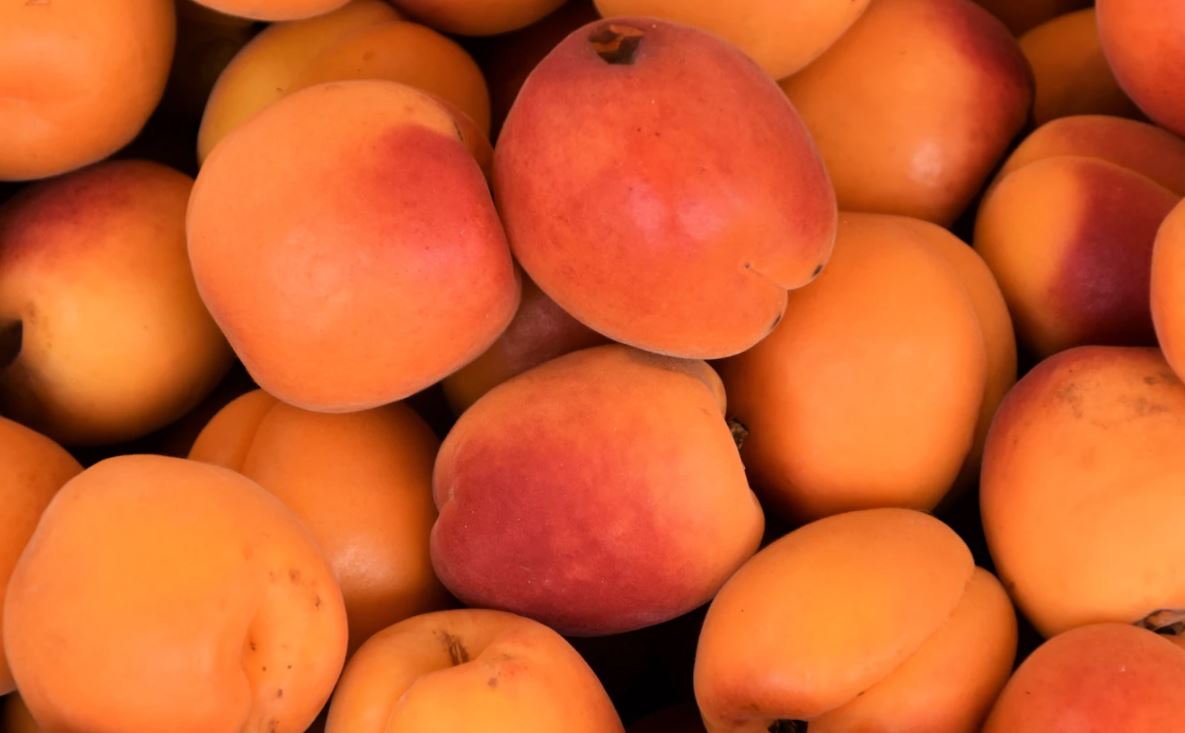 3 New Types Of Apricots For New Zealand Kiwi Kids News